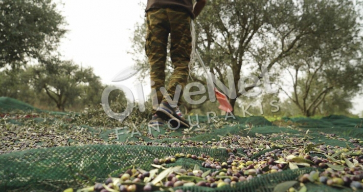 Olive Net Harvesting