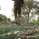 Olive Net Harvesting